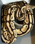 Python regius / pyhton royal, Dieren en Toebehoren