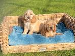 Engelse cocker spaniel reukes, Dieren en Toebehoren, België, Reu, CDV (hondenziekte), 8 tot 15 weken