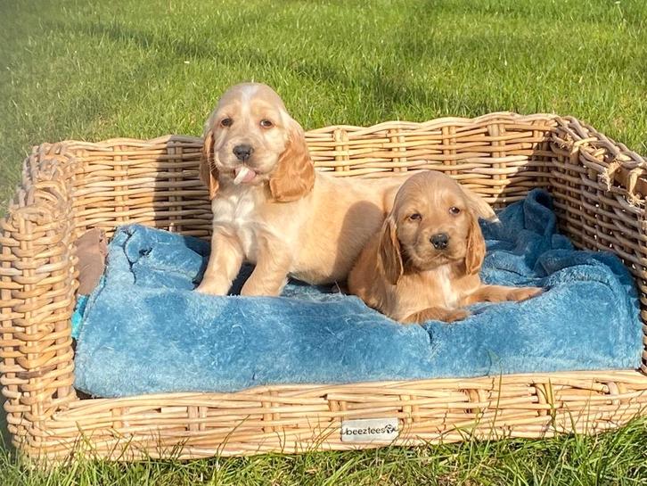 Engelse cocker spaniel reukes, Dieren en Toebehoren, Honden | Retrievers, Spaniëls en Waterhonden, Reu, Spaniël, Fokker | Professioneel