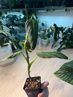Philodendron Gigas, Ophalen of Verzenden