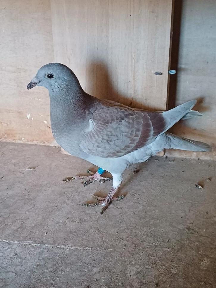 Te koop: duiven met goede stamkaart, Animaux & Accessoires, Oiseaux | Pigeons, Pigeon voyageur, Sexe inconnu