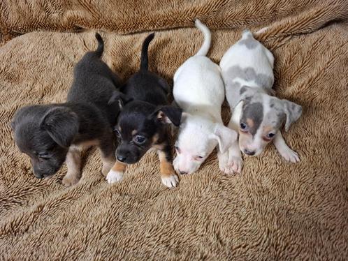 Jack Russel pups