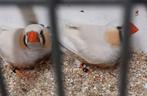 zebravinken, Meerdere dieren, Tropenvogel, Geringd