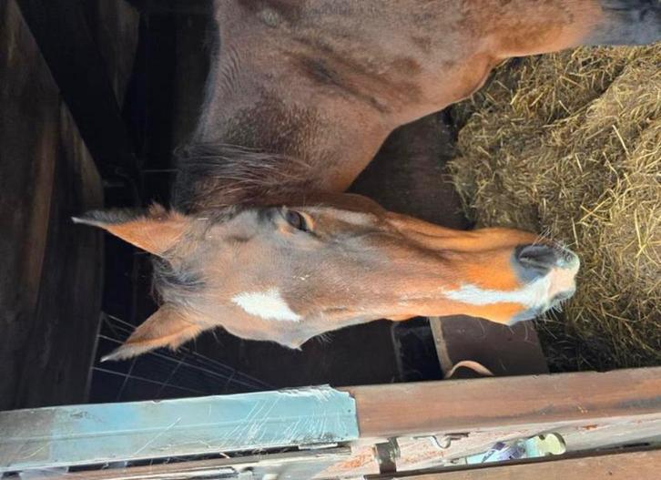 Fokmerrie/draagmerrie/coaching/weidemaatje, Dieren en Toebehoren, Paarden en Pony's | Dekhengsten en Fokmerries, Merrie