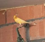 3 kanaries, Animaux & Accessoires, Oiseaux | Canaris