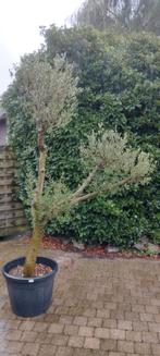 olijfboom pon pon, Tuin en Terras, Ophalen