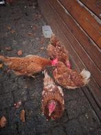 Kippen, Dieren en Toebehoren