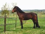 4 jarige Sportpony Parcourservaring, Dieren en Toebehoren, Pony's, E pony (1.48m - 1.57m), B, Gechipt, Ruin
