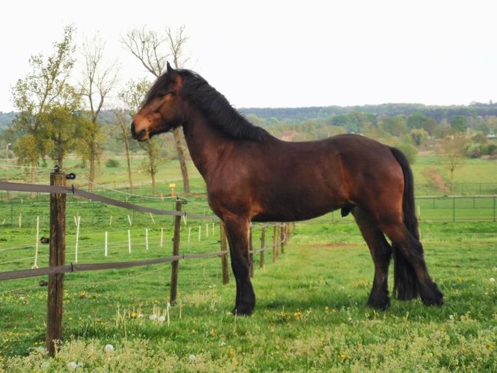 4 jarige Sportpony Parcourservaring, Dieren en Toebehoren, Pony's, Ruin, B, E pony (1.48m - 1.57m), 3 tot 6 jaar, Met stamboom