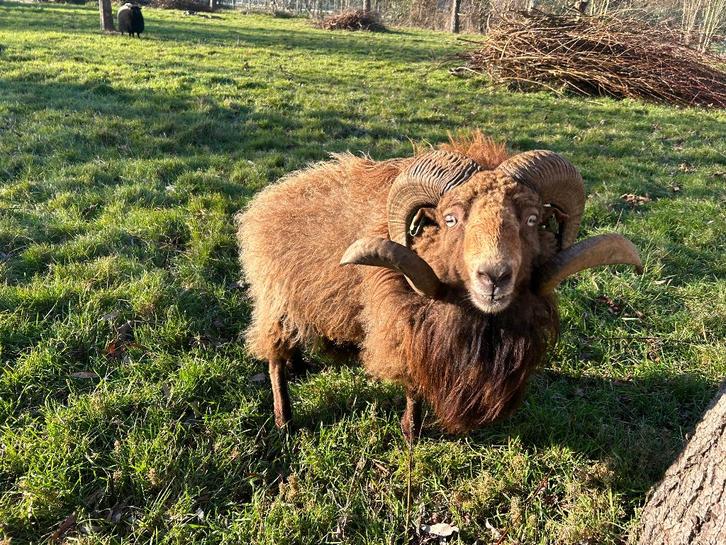 Lieve ram (ouessant): gratis, Dieren en Toebehoren, Schapen, Geiten en Varkens, Schaap, Mannelijk, 3 tot 5 jaar