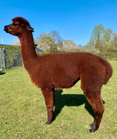 Alpaca merrie, Dieren en Toebehoren, Overige Dieren, Vrouwelijk
