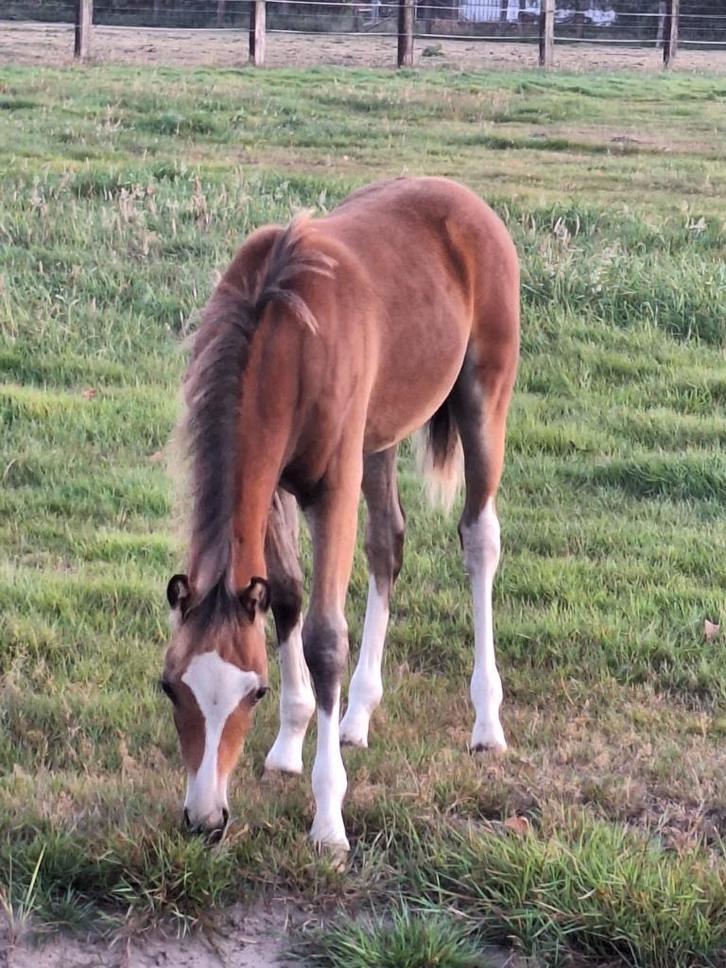 Knap Welsh B hengstveulen, Dieren en Toebehoren, Pony's, Hengst, Onbeleerd, C pony (1.27m tot 1.37m), 0 tot 2 jaar, Met stamboom