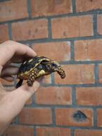 Jonge kolenbrander cherry head landschildpad, Schildpad