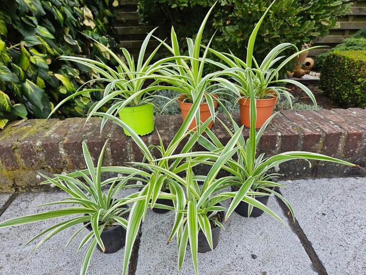 Mooie luchtzuiverende graslelies, Maison & Meubles, Plantes d'intérieur, Enlèvement