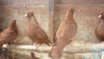 Rode carneau duiven van 2023, Dieren en Toebehoren