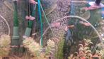 Vissen guppy's, Dieren en Toebehoren