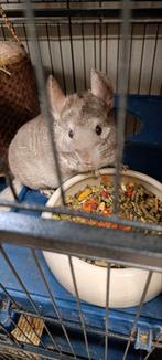 Koppeltje chinchilla's + groot hok & attributen, Dieren en Toebehoren, Knaagdieren, Chinchilla, Februari, Mannelijk, Tam