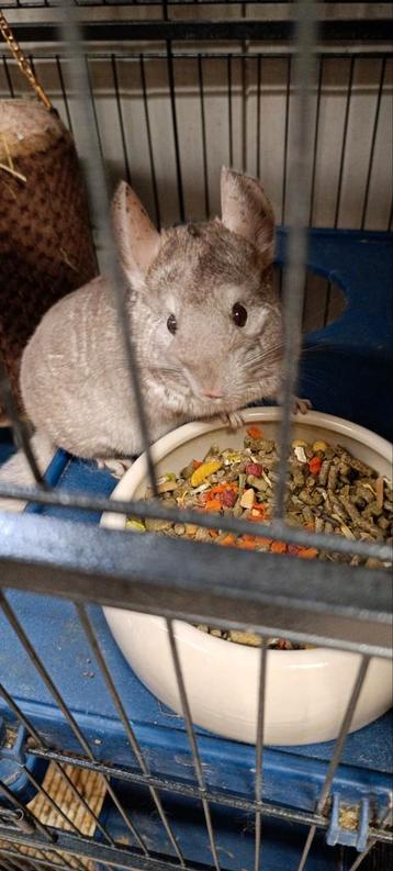 Koppeltje chinchilla's + groot hok & attributen  beschikbaar voor biedingen
