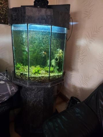 Aquarium  beschikbaar voor biedingen