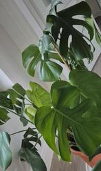 Monstera planten, Ophalen
