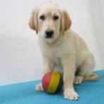 Golden Retriever pup te koop (belgisch), CDV (hondenziekte), Meerdere, Golden retriever, 8 tot 15 weken
