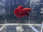 Betta HMPK Plaket vis Red, Zoetwatervis, Vis