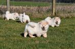 Chow Chow pups te koop, 15 weken tot 1 jaar, Overige rassen, Buitenland, Parvo