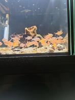 Hyphessobrycon sp mzuel red cherry, Animaux & Accessoires