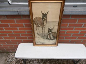 tekening gemzen?-achter glas in kader  beschikbaar voor biedingen