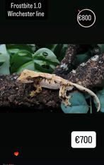 Wimpergekko man, Dieren en Toebehoren