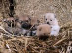 Dwergkees pups, België, Keeshond, CDV (hondenziekte), 8 tot 15 weken