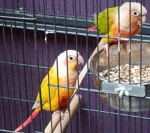 Plusieurs sortes de bec crochu epp,Man,eam, Dieren en Toebehoren, Vogels | Hokken en Kooien, Ophalen