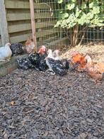 Cochin krielen, Dieren en Toebehoren, Pluimvee, Meerdere dieren, Kip