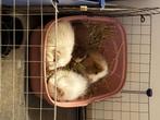 Ch teddy cavia’s + naakt cavia, Dieren en Toebehoren, Knaagdieren, Cavia, April, Mannelijk, Tam