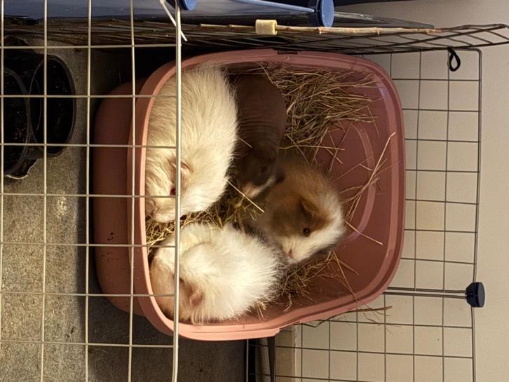 Ch teddy cavia’s + naakt cavia, Dieren en Toebehoren, Knaagdieren, Mannelijk, Cavia, April, Tam