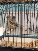 Fife fancy mans. Van 24, Dieren en Toebehoren, Vogels | Kanaries