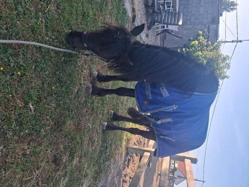 Woody, Dieren en Toebehoren, Paarden, Ruin, Zadelmak, Minder dan 160 cm, 3 tot 6 jaar, Recreatiepaard