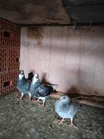 Duivejongen, Dieren en Toebehoren, Vogels | Duiven, Geslacht onbekend