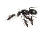 Camponotus aethiops, Dieren en Toebehoren, Insecten en Spinnen