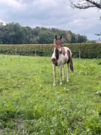 Jaarling D pony, Dieren en Toebehoren, Paarden, Minder dan 160 cm, Hengst, Onbeleerd, Recreatiepaard