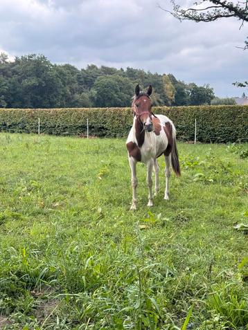 Jaarling D pony beschikbaar voor biedingen