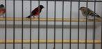 NIEUWE VOGELS 20-05-2022, Dieren en Toebehoren, Vogels | Overige Vogels, Meerdere dieren, Wildzangvogel, Geringd