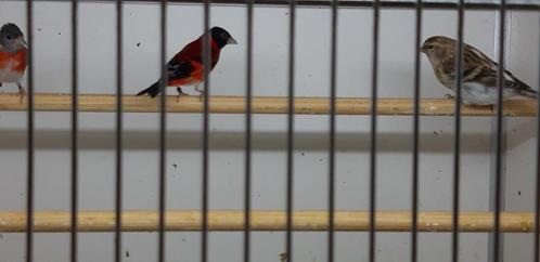 NIEUWE VOGELS 20-05-2022, Dieren en Toebehoren, Vogels | Overige Vogels, Wildzangvogel, Meerdere dieren, Tam, Geringd