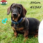 Teckel Ruwhaar pups - Nelson, Wilson, Elton & Anton, 15 weken tot 1 jaar, Buitenland, CDV (hondenziekte), Dwerg