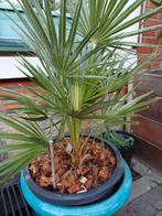 Dwergpalm, Ophalen