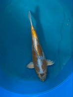 Japanse koi 25-30cm, Karper of Koi