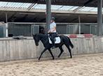 Super brave D-pony merrie, Dieren en Toebehoren, Merrie, Gechipt, Niet van toepassing, 3 tot 6 jaar