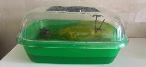 Waterschildpad, Dieren en Toebehoren, Reptielen en Amfibieën, Schildpad, 3 tot 6 jaar, Met terrarium, Tam