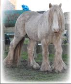 Étalon Irish Cob Smoky Cream, Animaux & Accessoires, Chevaux & Poneys | Autres trucs de cheval, Enlèvement ou Envoi