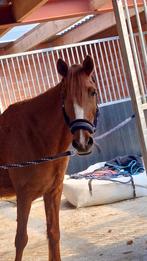 D pony, Merrie, D pony (1.37m tot 1.48m), Recreatiepony, Gechipt